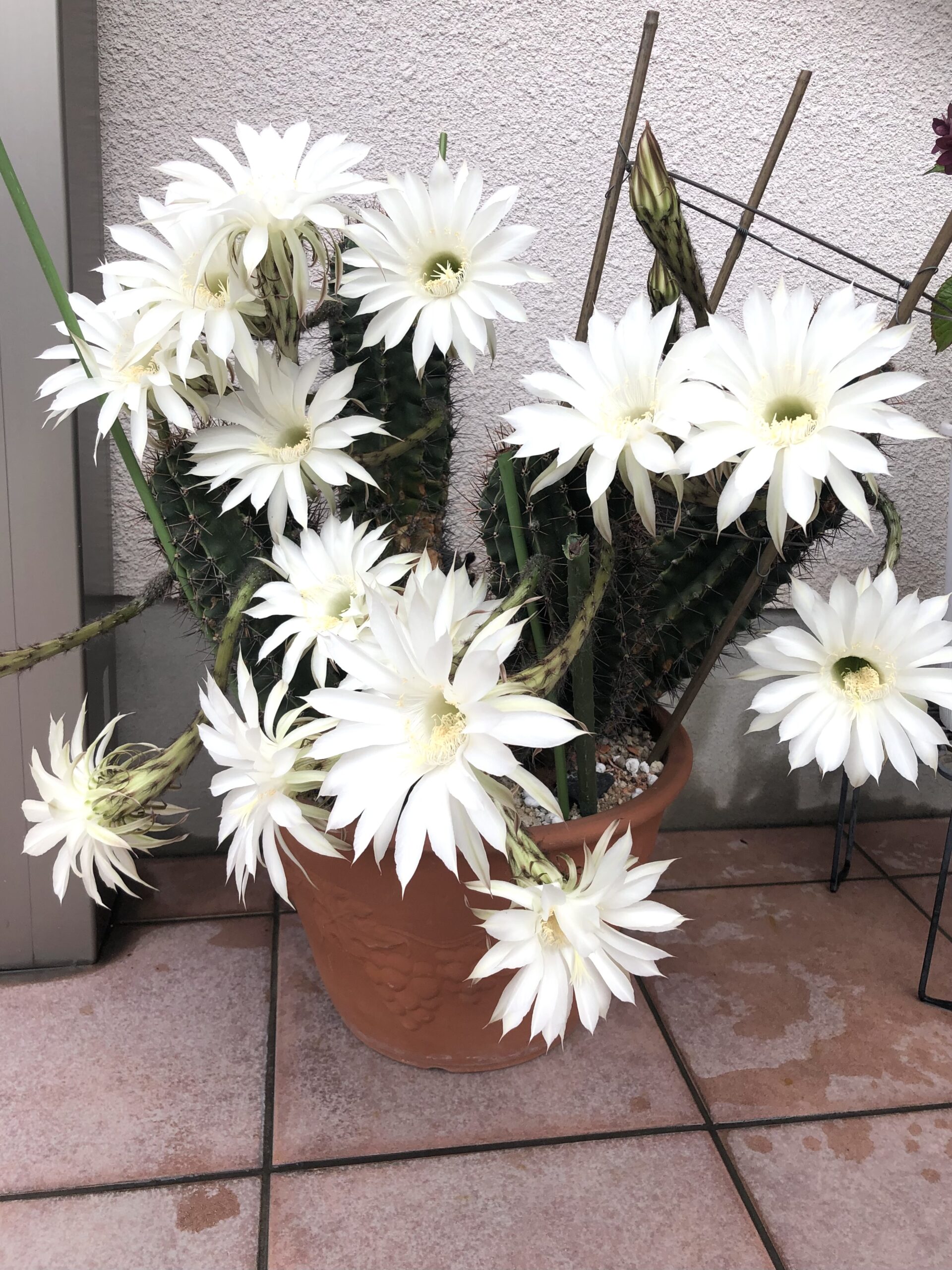 サボテンの花再び🌸