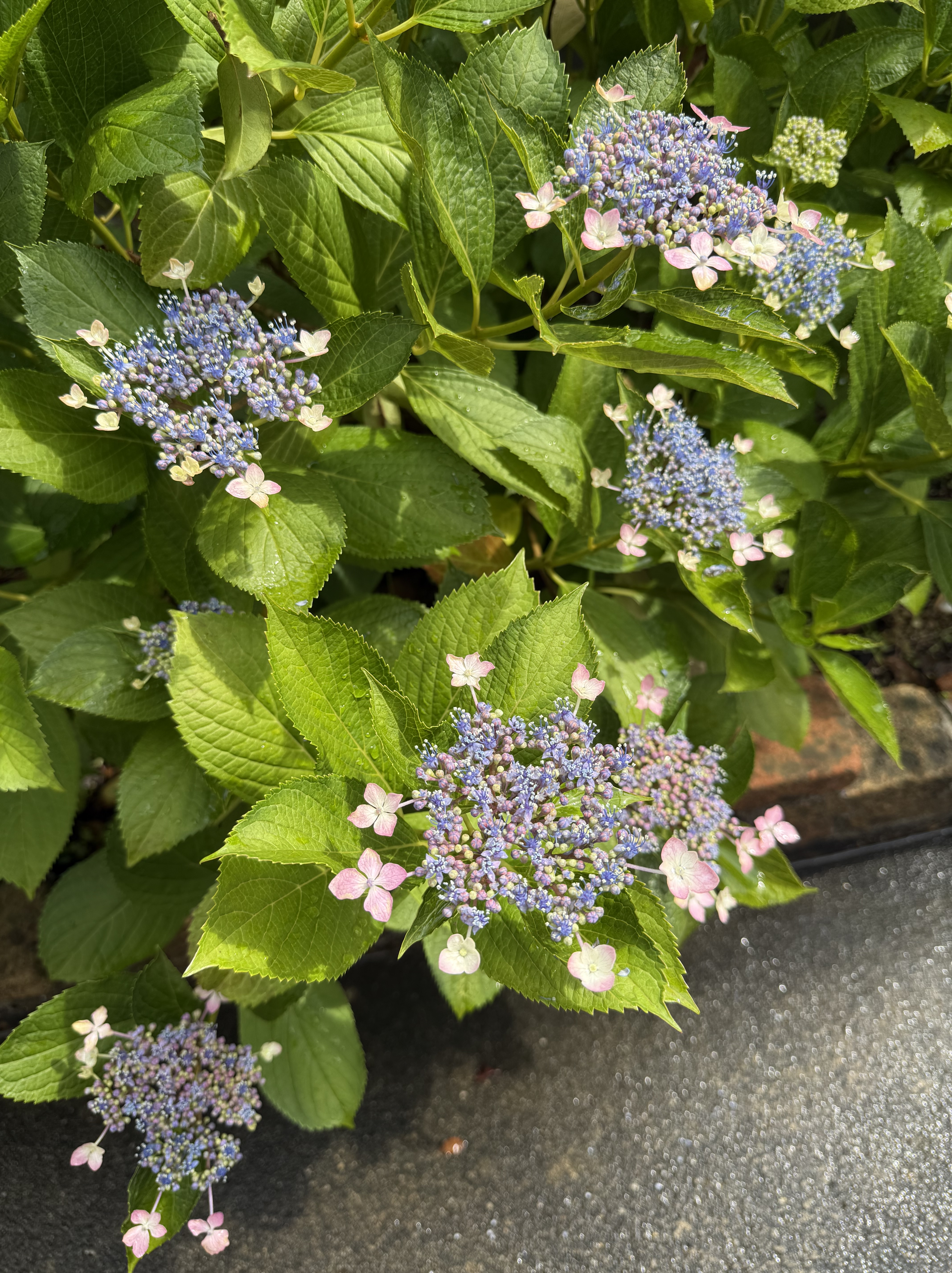 紫陽花が咲きました！