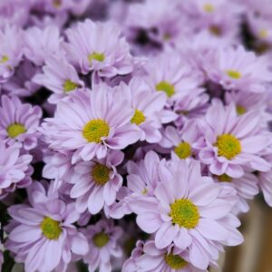綺麗なお花いただきました💐