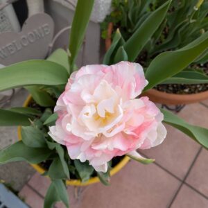 八重咲きチューリップ🌷