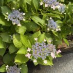 紫陽花が咲きました！